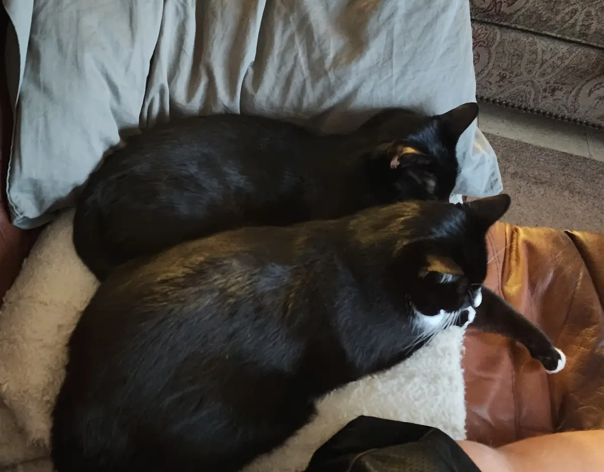 Two cats are curled up sleeping on a brown leather couch with a white blanket. The cat in the foreground has black, white…