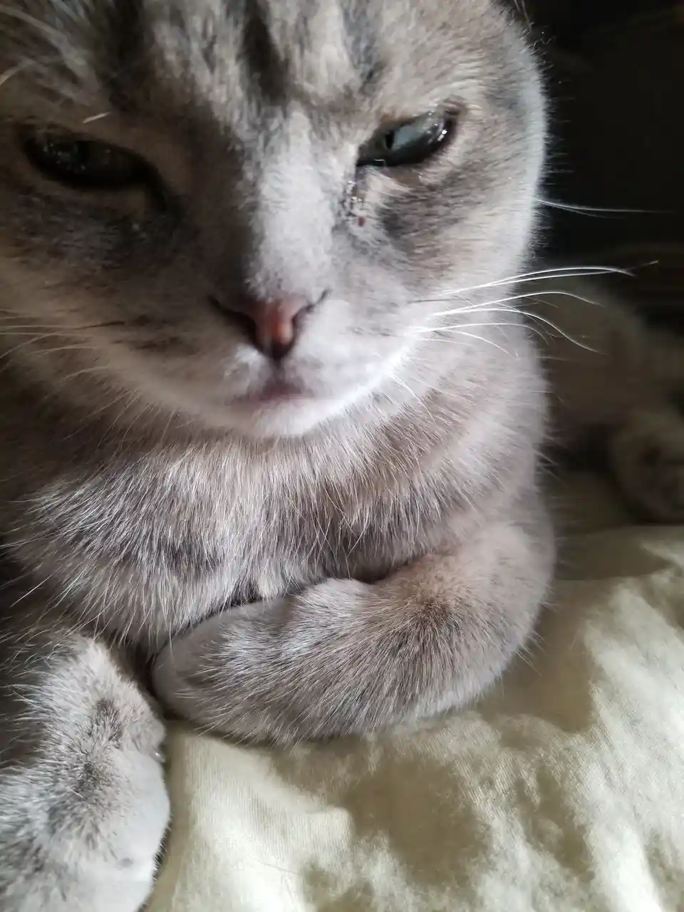 A close-up photo of a gray tabby cat with one eye half-closed and a tear-like stain under it, looking sad while resting on a…
