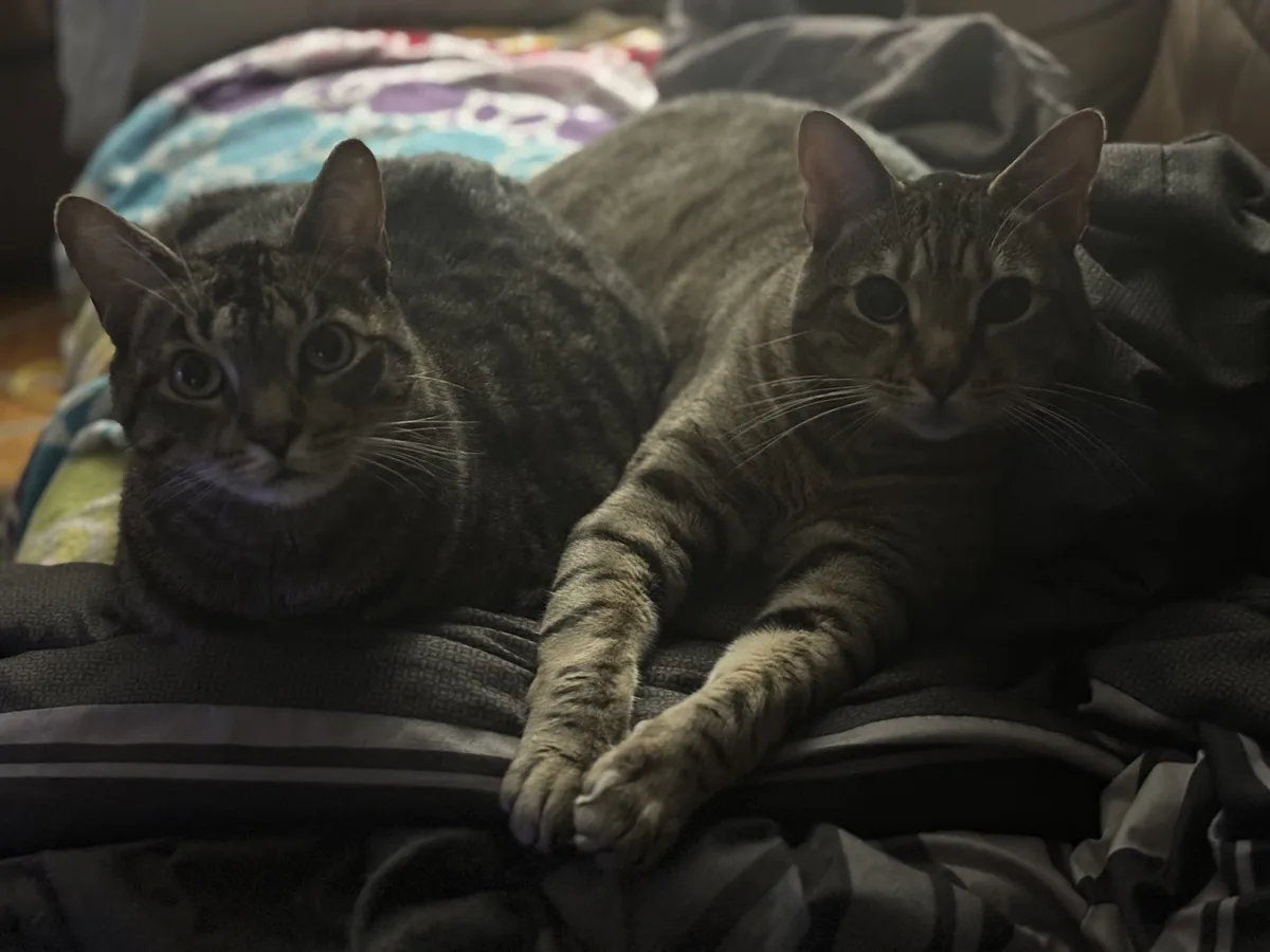 Two tabby cats lie side-by-side on rumpled blankets, both staring directly at the camera with wide, innocent eyes. The cat…
