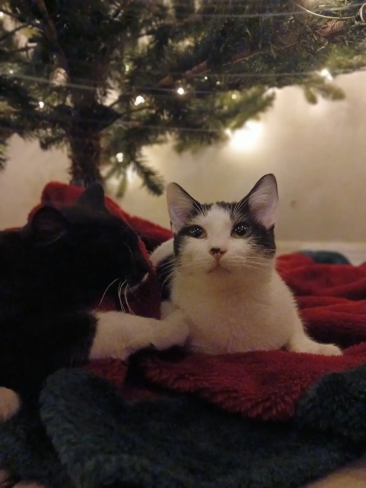 Two cats are resting on a red and green blanket under a lit christmas tree. The black cat is on the left, partially visible…
