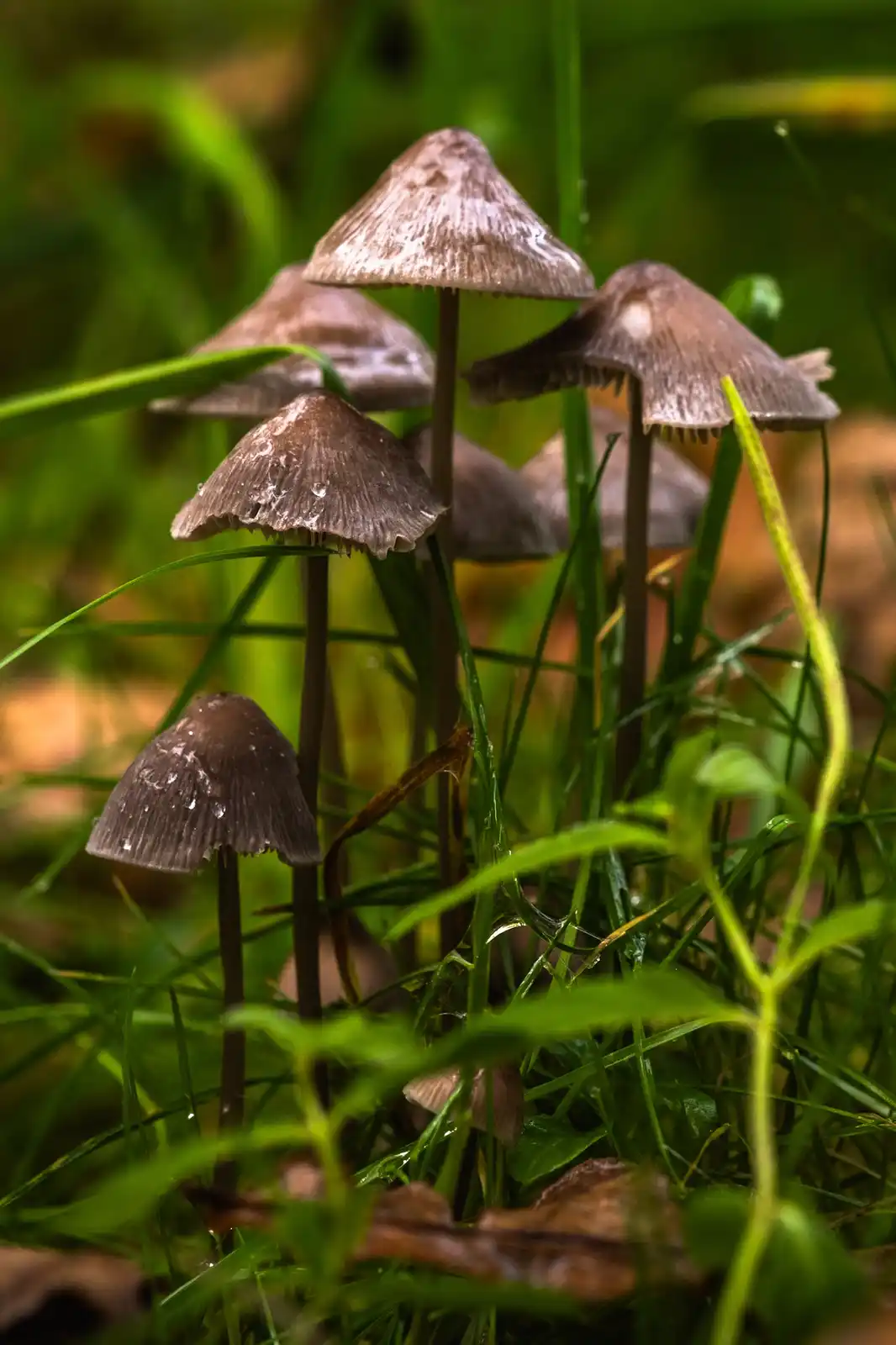 A close-up photograph shows several small, brown, conical mushrooms growing in a patch of vibrant green grass. Dewdrops…