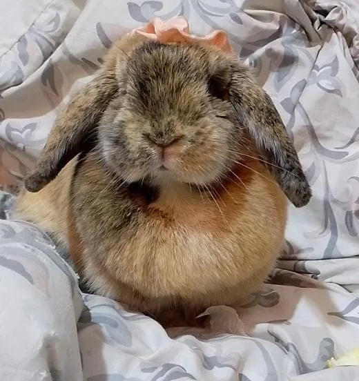 a fluffy brown and tan lop-eared rabbit sits on patterned bedding with a small pink bow on its head, looking serene and…