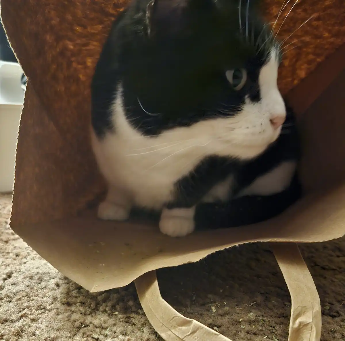 A black and white cat is curled up inside a brown paper bag, looking out with wide eyes. The overlaid text reads 'i'm not…