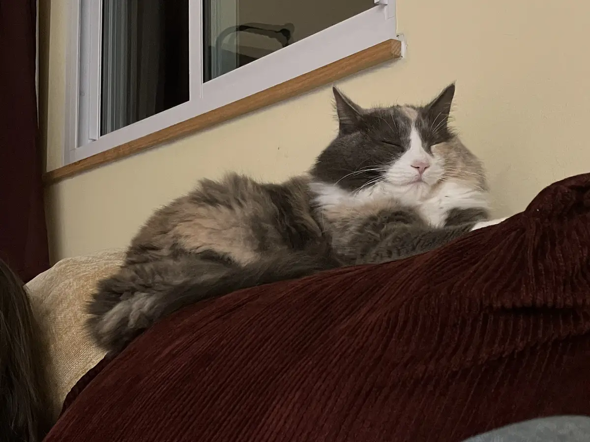 A fluffy, long-haired cat with gray and white fur is curled up and sleeping soundly on a burgundy corduroy couch cushion…