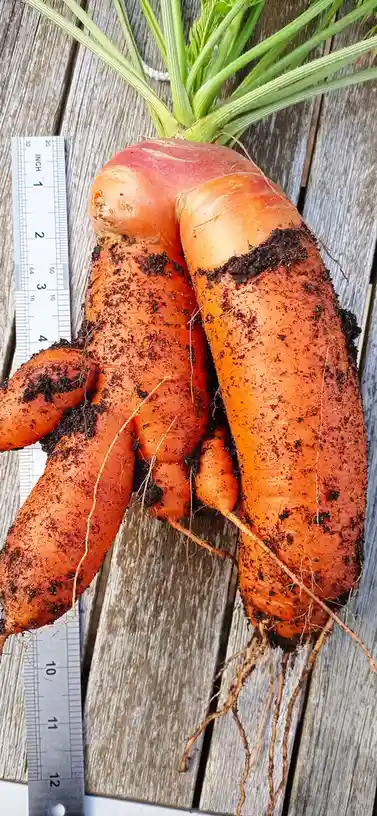 A large, oddly shaped orange carrot with green tops and dirt on its surface lies next to a ruler on a wooden surface, with…