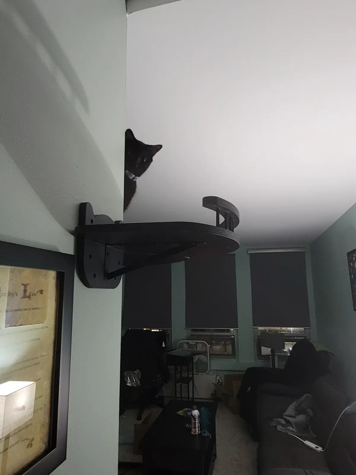 A black cat peeks out from behind a mounted shelf in a dimly lit room, with a framed poster of Murphy's Law visible on the…