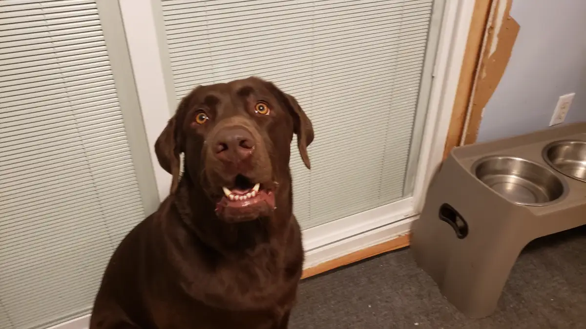 A chocolate Labrador Retriever sits indoors, looking up with wide, pleading eyes and an open mouth showing teeth, as if…