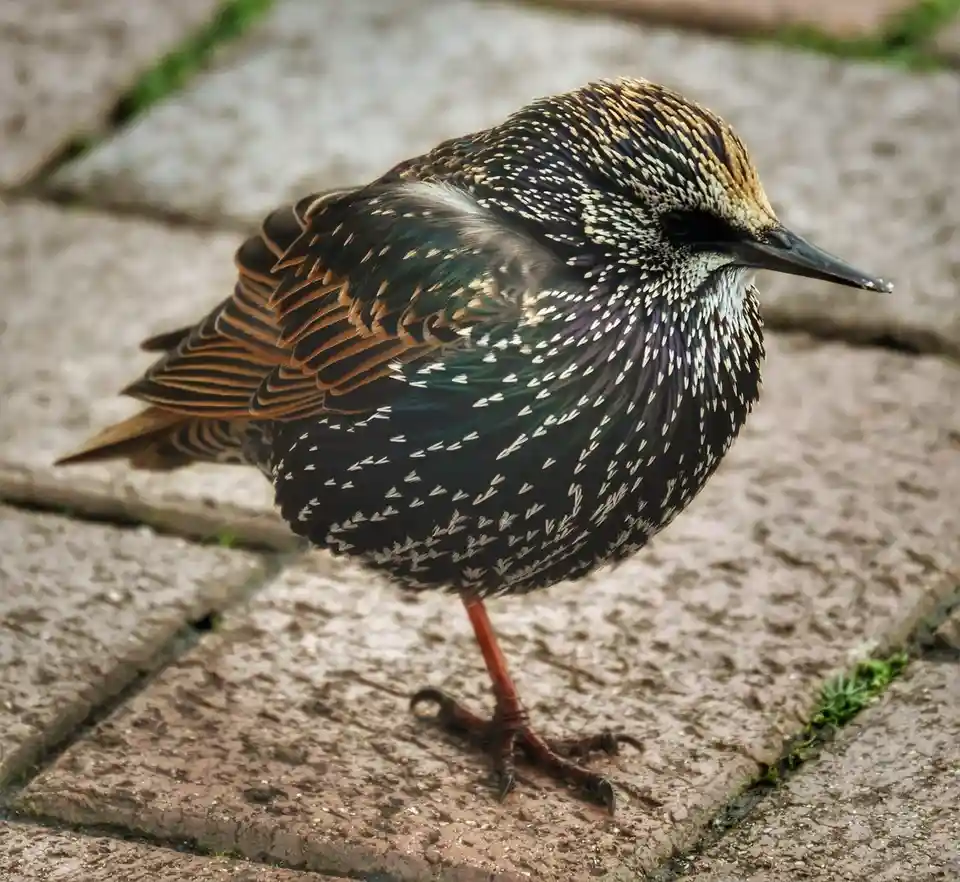 Meet the Starling!