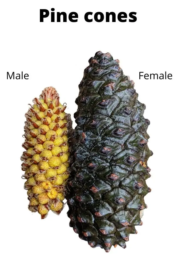 Same Species, Different Vibes