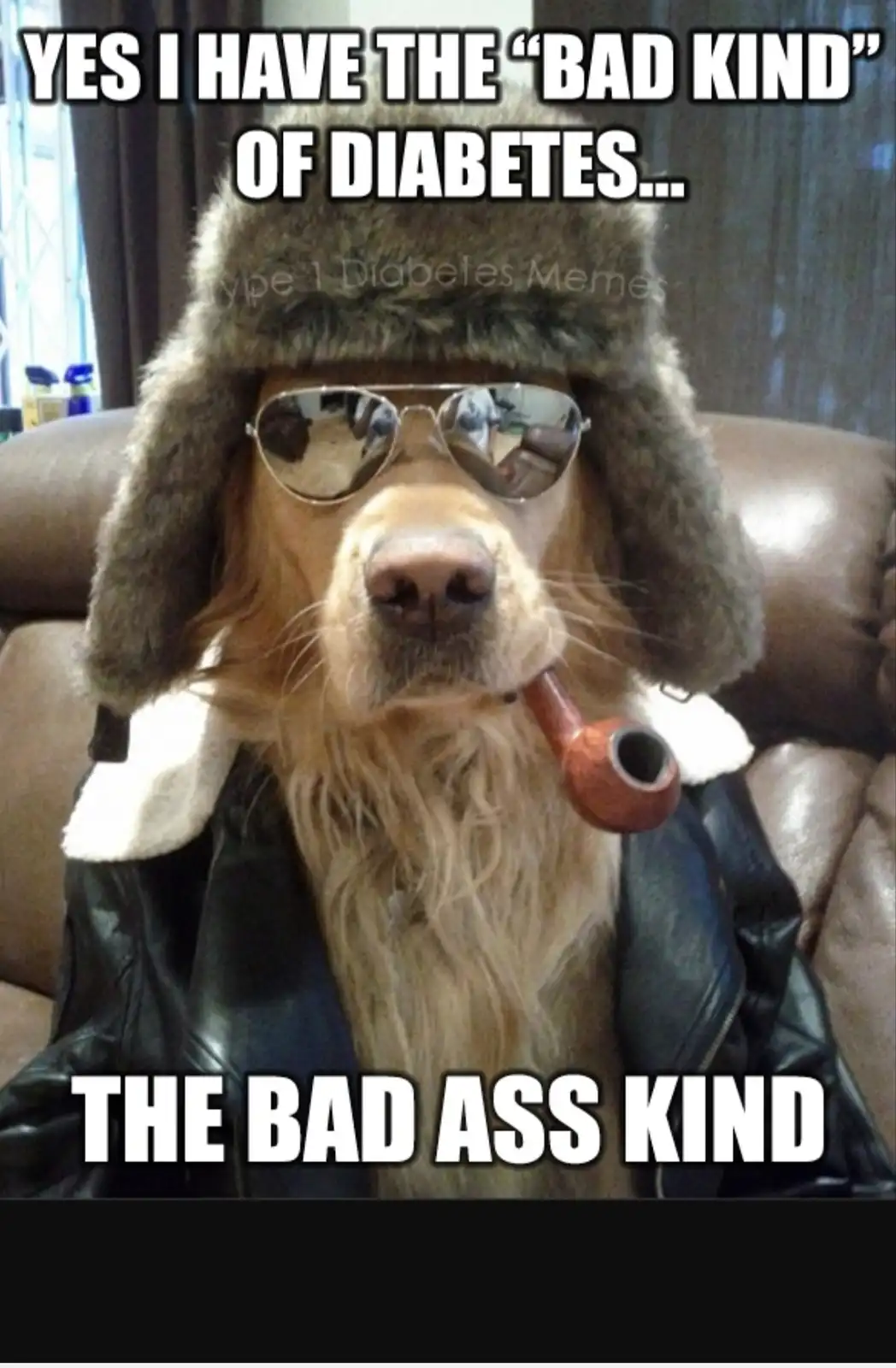 A golden retriever wearing a furry hat, aviator sunglasses, and a black leather jacket with a white fur collar sits on a…