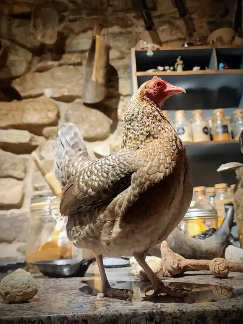 A brown and white speckled chicken stands confidently on a stone countertop in a rustic kitchen with a stone wall…