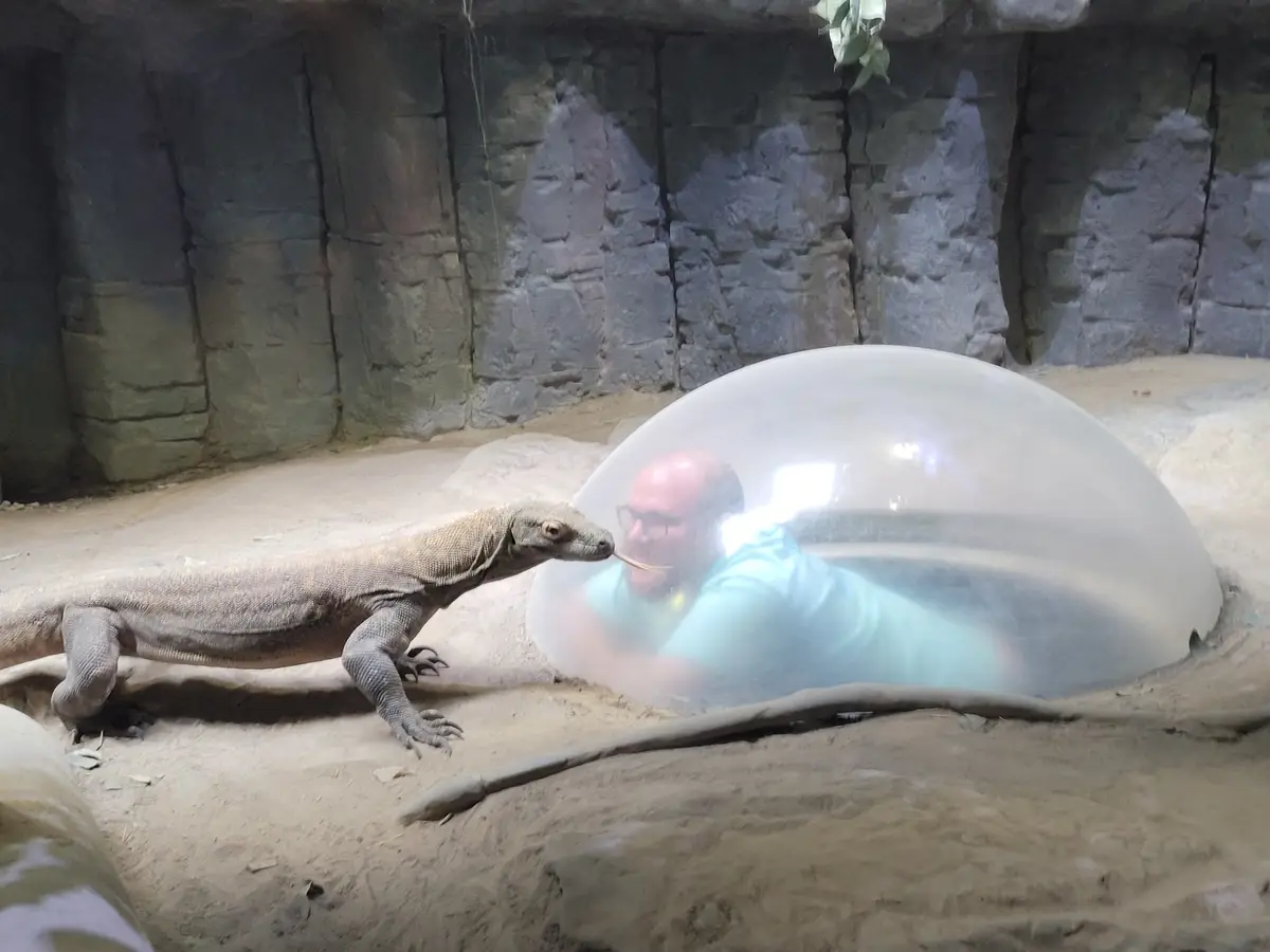 A large komodo dragon is seen in a sandy enclosure with rocky walls, its head extended toward a transparent bubble dome…