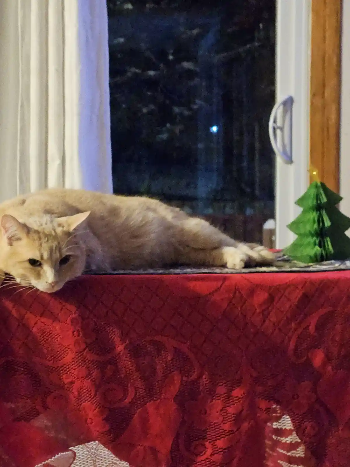 A ginger cat lies stretched out on a red patterned tablecloth near a window at night, next to a small green paper Christmas…