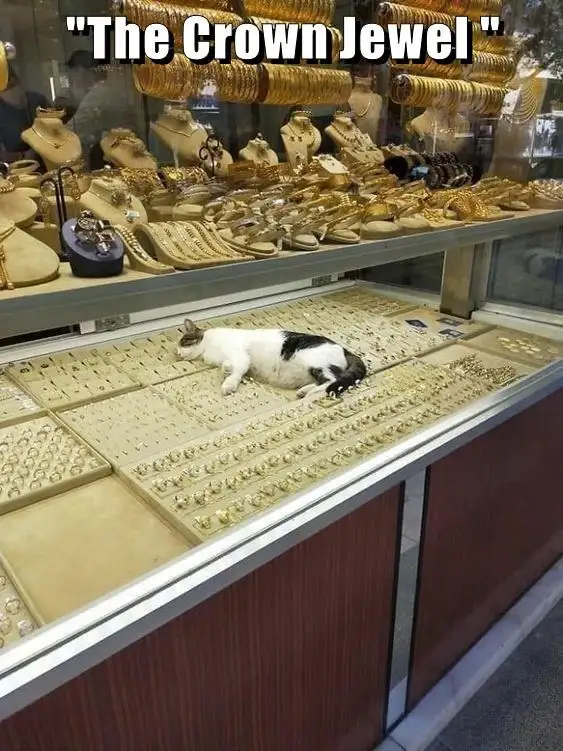 A black and white cat is sleeping soundly on a display counter inside a jewelry store, surrounded by rows of gold rings and…
