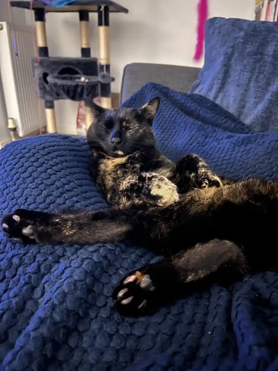 A black and brown tortoiseshell cat is lying on its back on a textured blue blanket, paws up, eyes closed, appearing deeply…