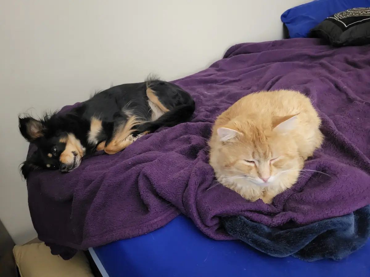 A small black and tan dog and a fluffy orange cat are both sleeping peacefully on a purple blanket on a bed. The dog lies on…