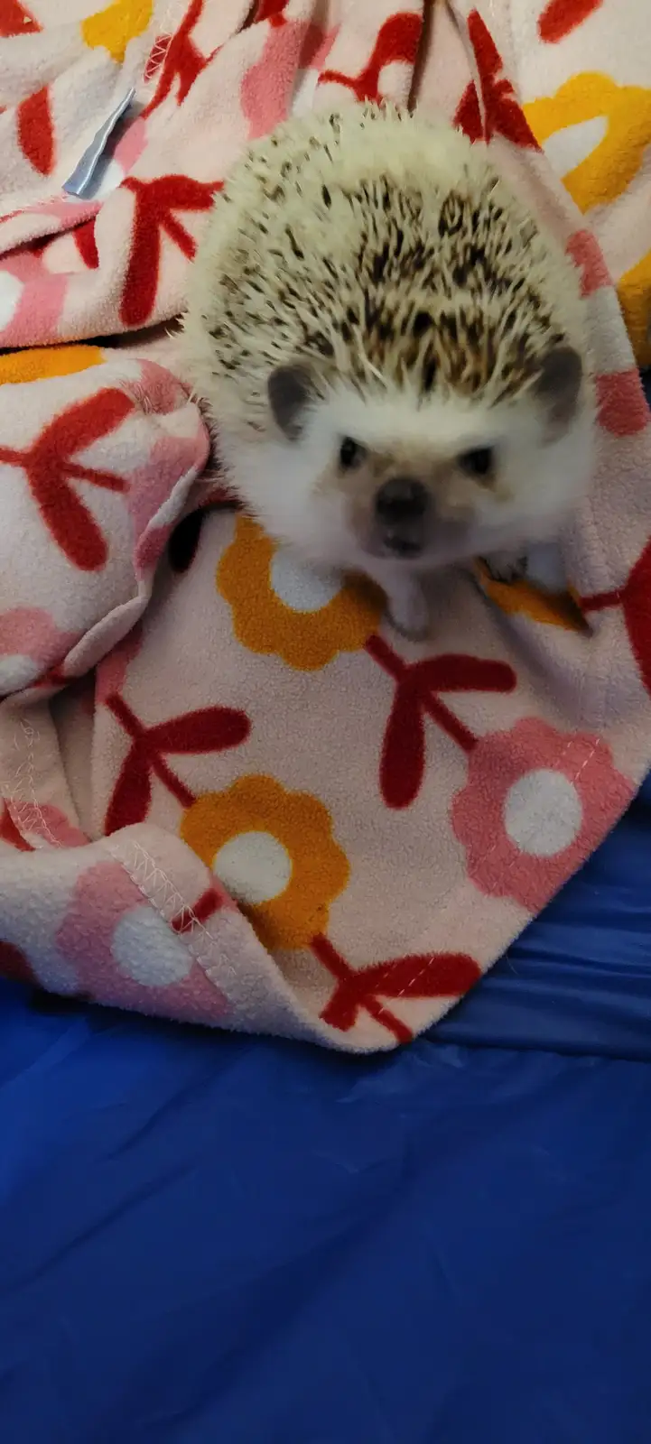 A small hedgehog with white and brown spines is peeking out from under a colorful floral fleece blanket, looking directly at…