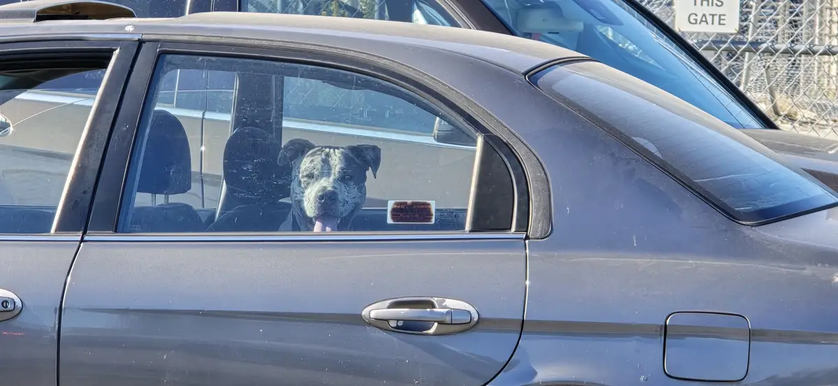 Earl's Patient Wait in My Car