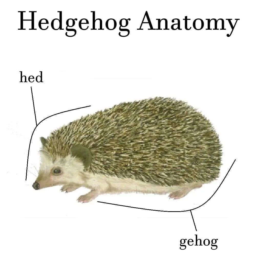 Exploring the fascinating anatomy of hedgehogs - a classic!
