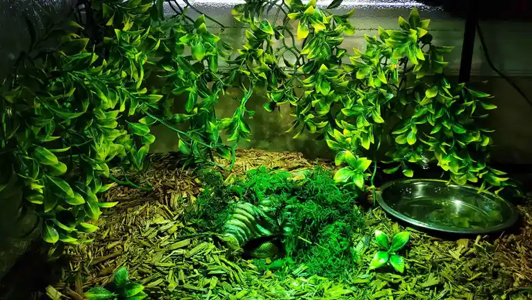 A snake is partially hidden under a pile of green moss in a terrarium filled with artificial green vines, wood chips, and a…