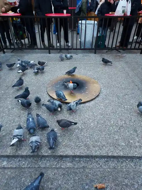 Pigeons Enjoying a Toasty Moment