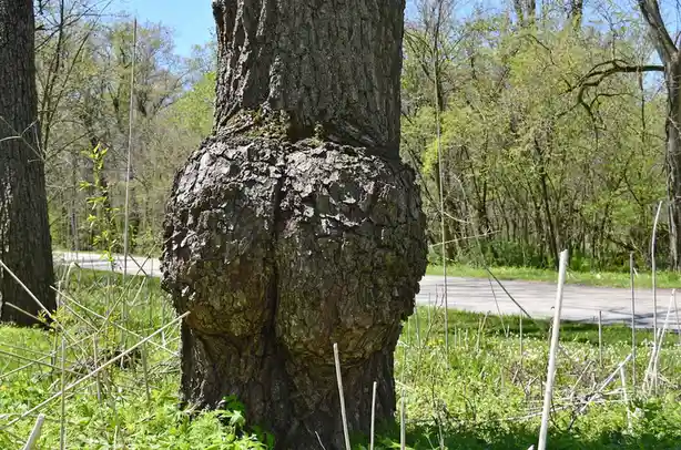 a close-up photo of a tree trunk in a grassy area with a road in the background, where the bark has a distinct, rounded, and…