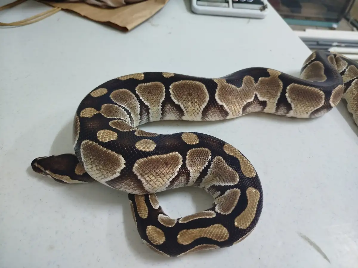 Meet Mama Snake: The Ultimate Protector