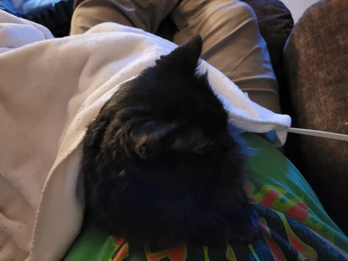 A black cat is curled up and sleeping soundly on a colorful blanket, partially covered by a white blanket, with a thin white…