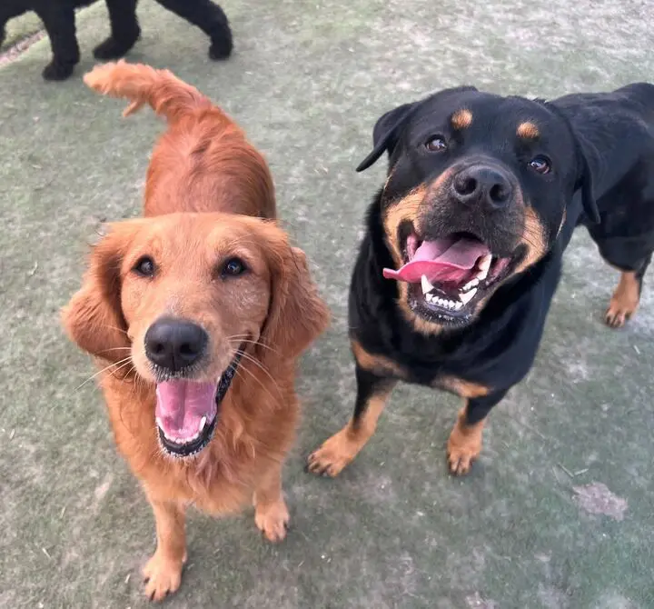 Two dogs look up at the camera: a golden retriever on the left and a rottweiler on the right, both with open mouths and…
