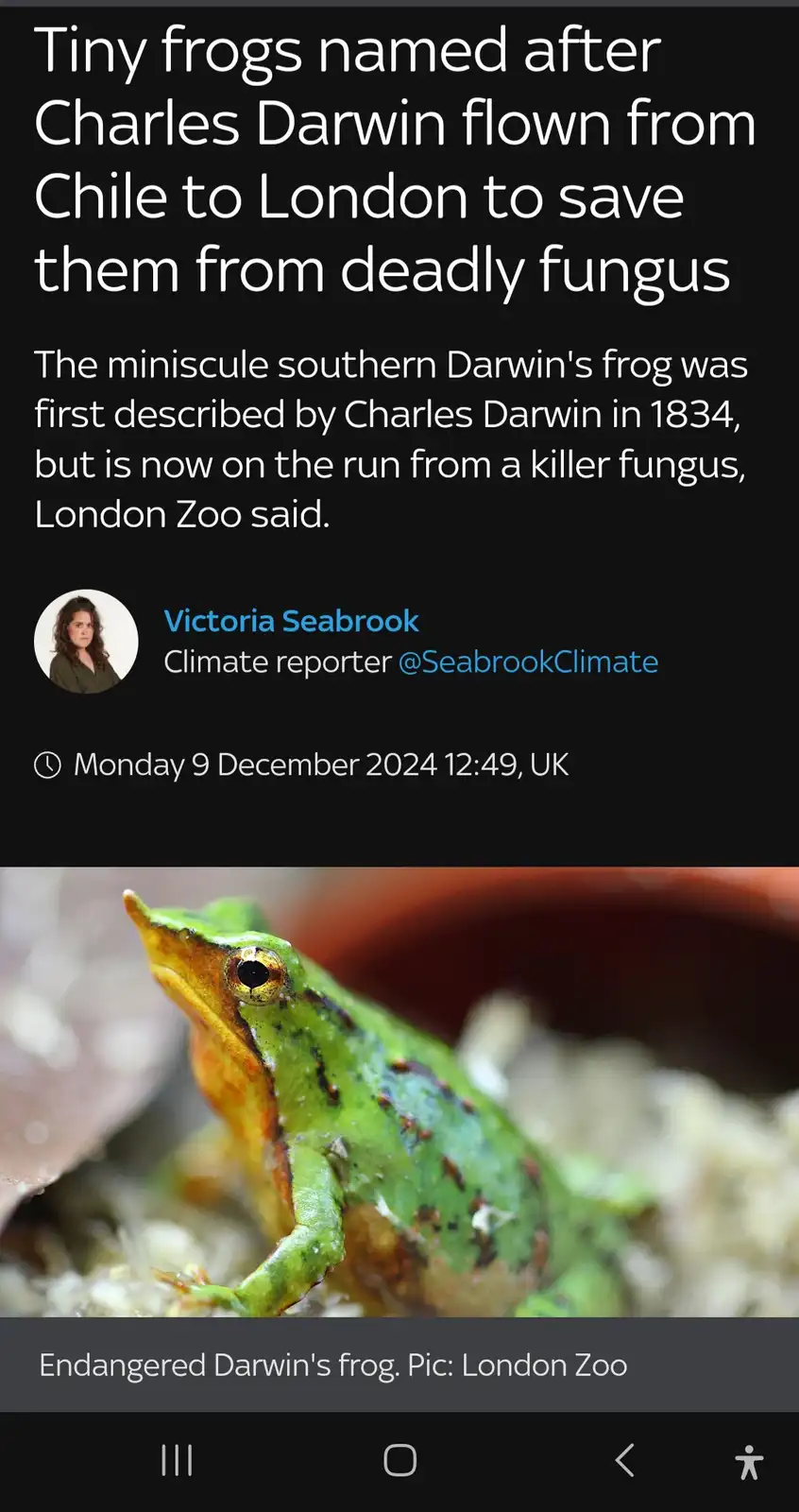 A close-up photo of a small, green Darwin's frog with a pointed snout and orange-yellow markings, set against a blurred…