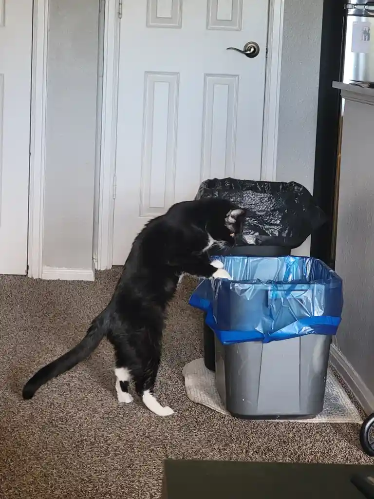 A black and white cat is standing on its hind legs, leaning over a grey trash can with a blue liner, appearing to…