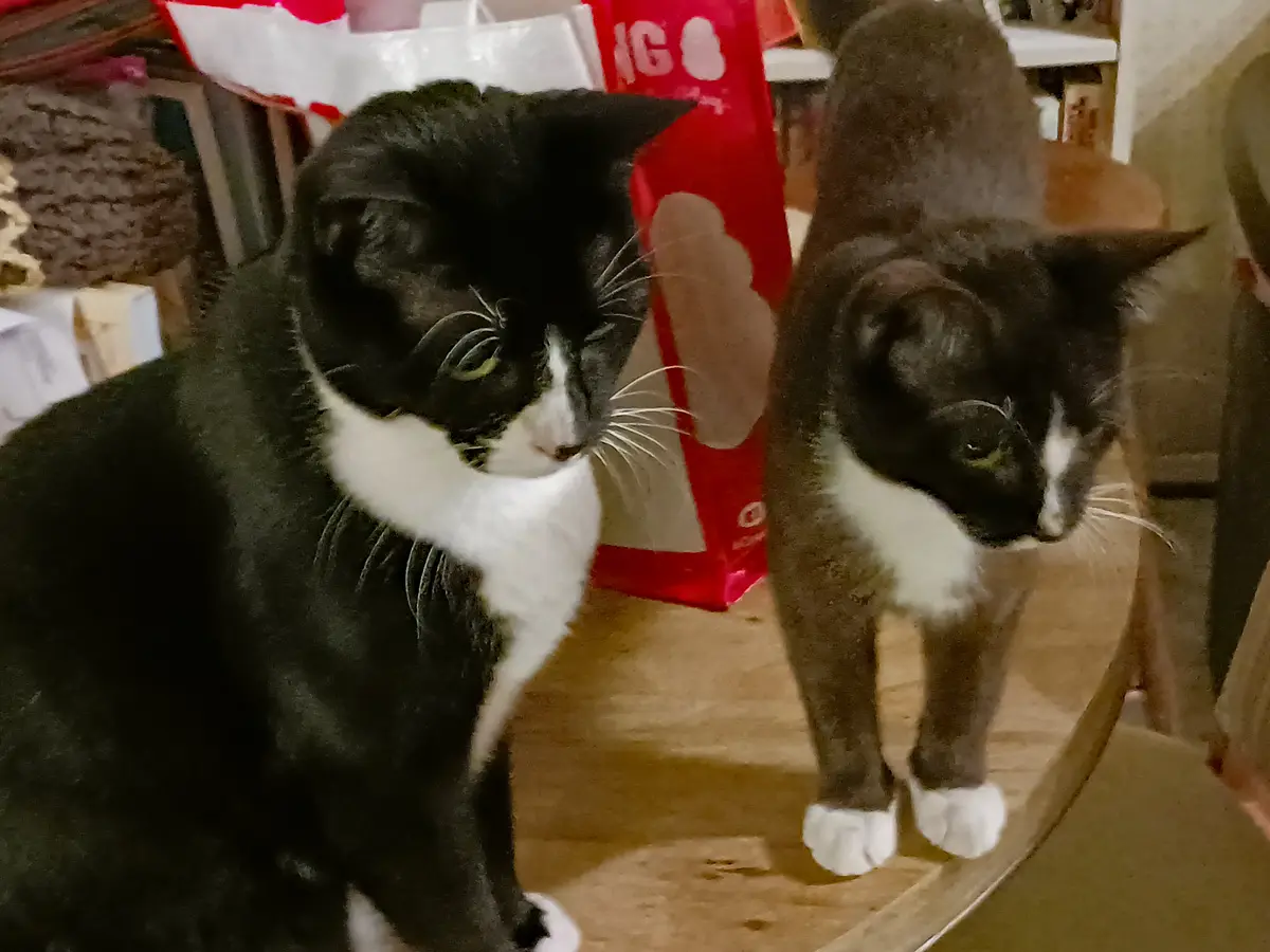 Two black-and-white cats sit side-by-side on a wooden surface, both looking down with a dejected or unimpressed expression…