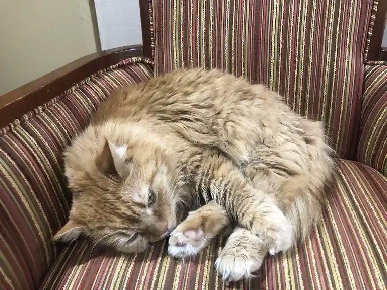 A fluffy ginger tabby cat is curled up and sleeping soundly on a striped armchair with red, gold, and brown vertical…