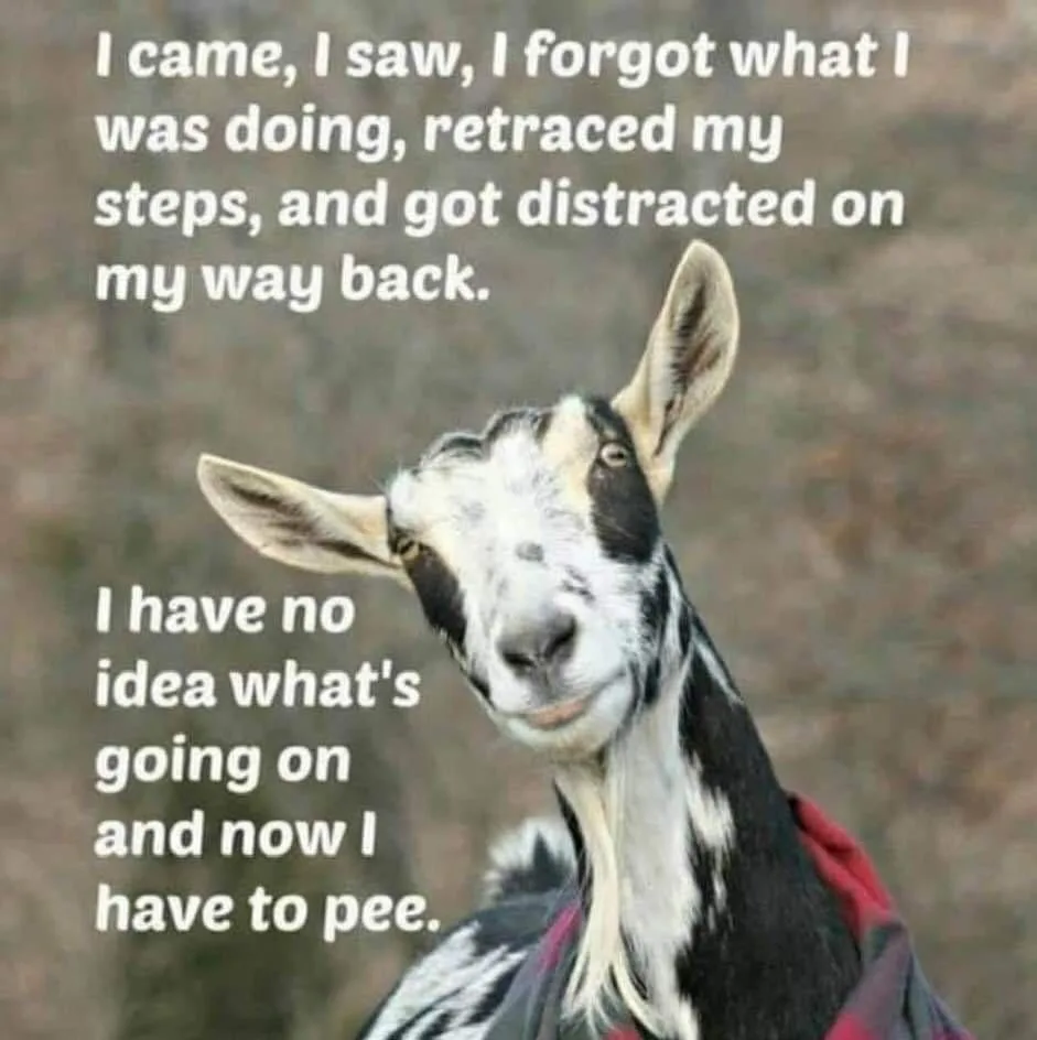 A black-and-white goat with large ears and a slightly tilted head looks directly at the camera, wearing a red and black…