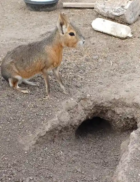 A small, furry rodent with large ears and a brownish-gray coat stands beside a dark, dug-out hole in the dirt ground. The…