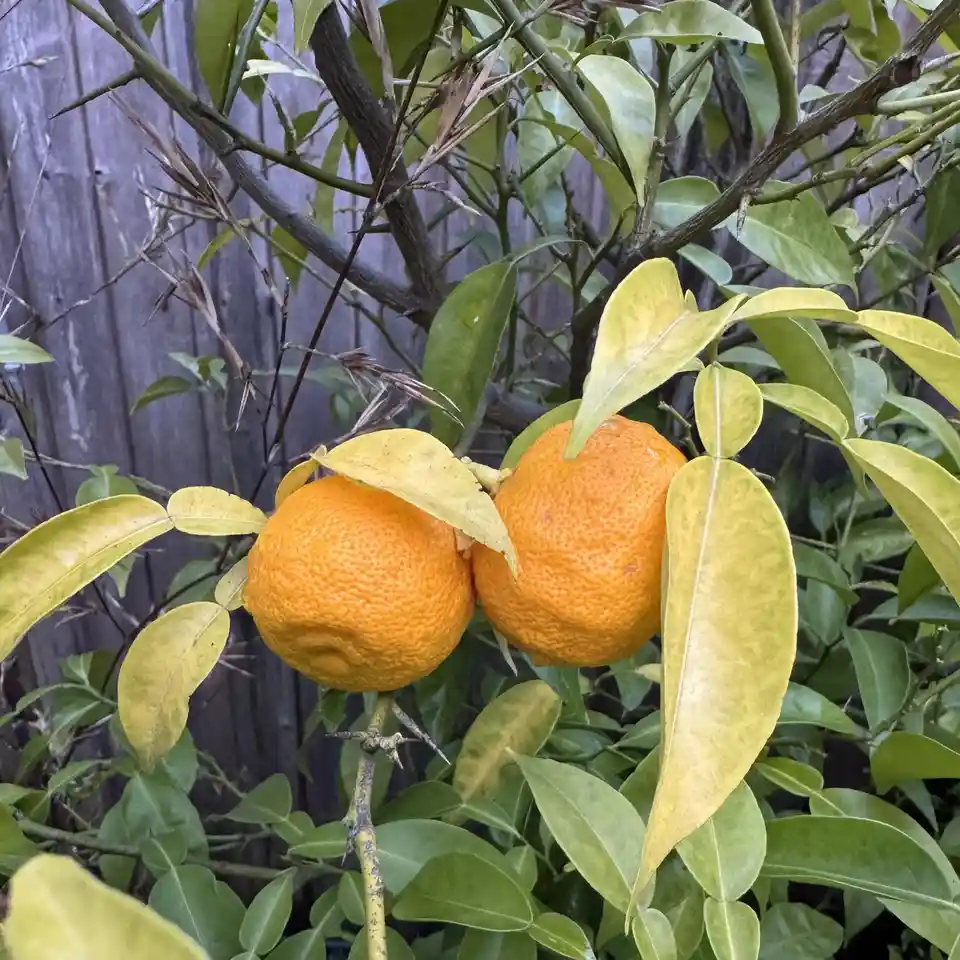Yuzu Vibes All Around!