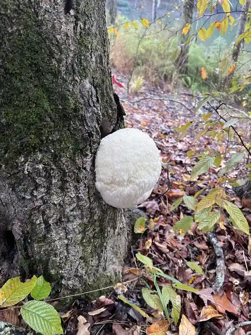 The Majestic Lion's Mane