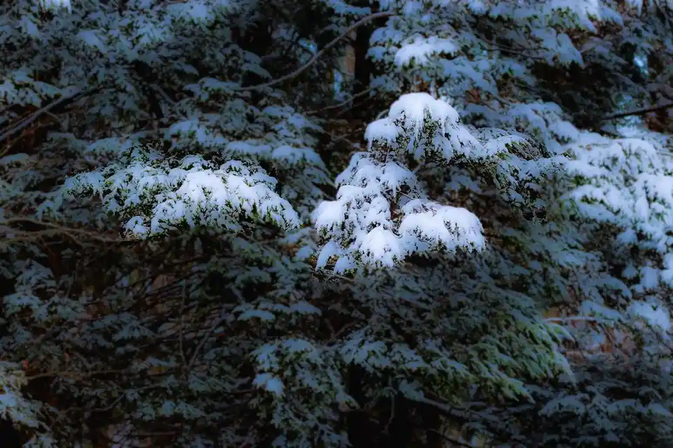 A close-up photograph of evergreen tree branches heavily dusted with fresh white snow, set against a darker, blurred forest…