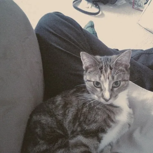 A gray tabby cat with white markings sits calmly on a person's lap, looking directly at the camera with a slightly…