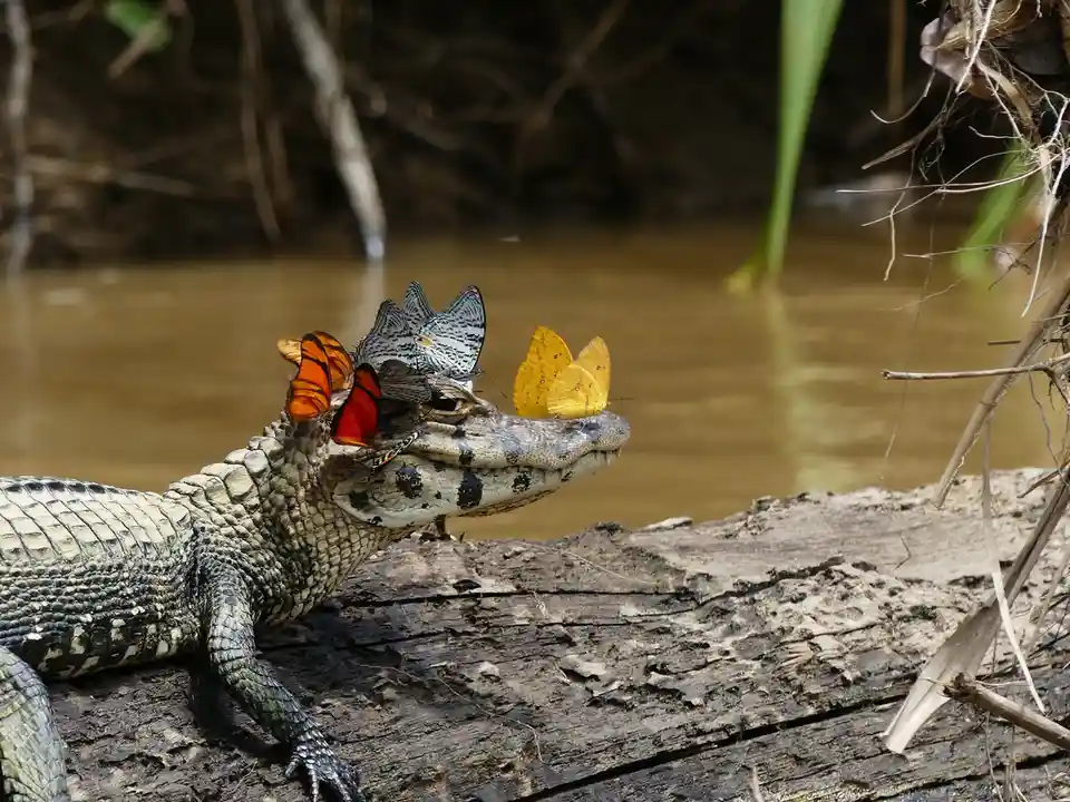A large alligator rests on a weathered log near murky water, with several colorful butterflies perched on its head and…