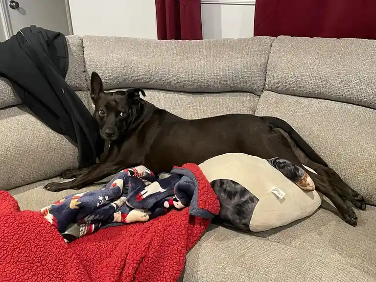 A black dog lies stretched out on a beige couch, looking directly at the camera with wide, innocent eyes. Its body is…