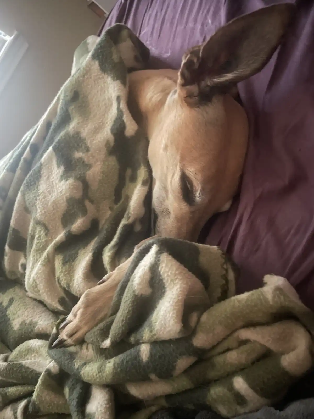 A tan dog with large ears is curled up and sleeping on a purple pillow, mostly covered by a green and beige…