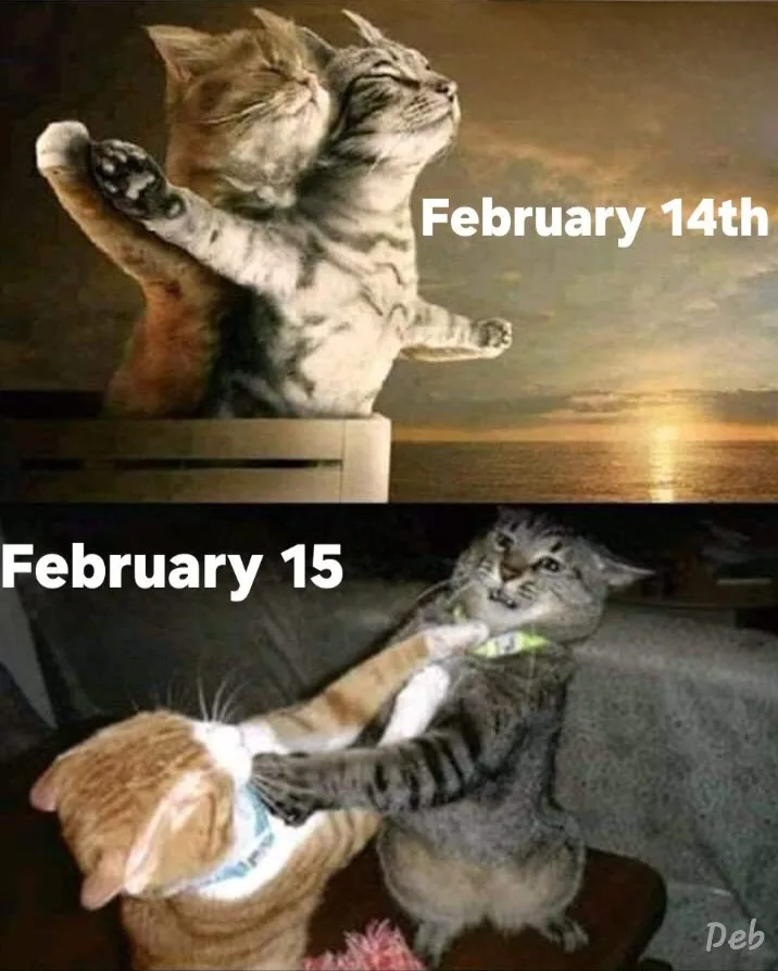 Two-panel meme showing two cats. Top panel: a gray tabby cat hugs an orange tabby cat against a sunset backdrop, labeled…