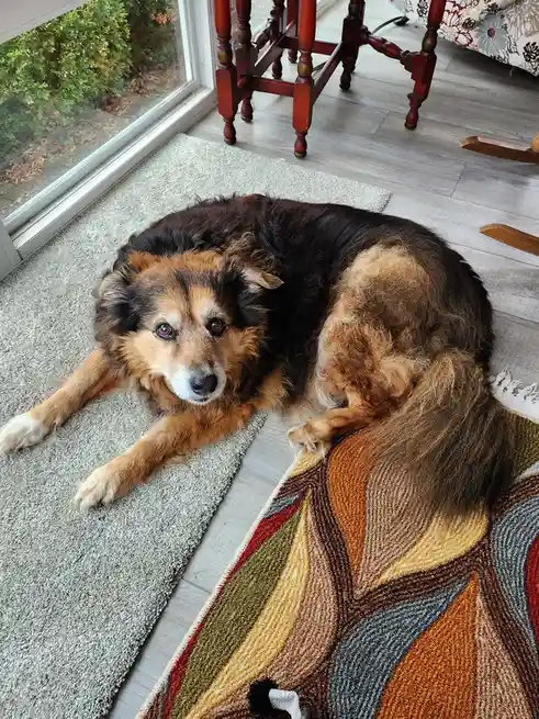 Peanut the Dog's Daily Adventures - Day 1549