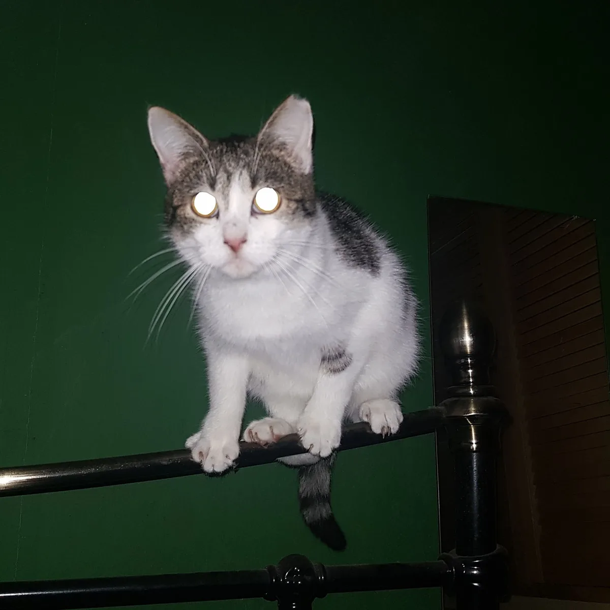 A gray and white cat sits perched on a black metal bed frame against a dark green wall, its eyes glowing bright white from…