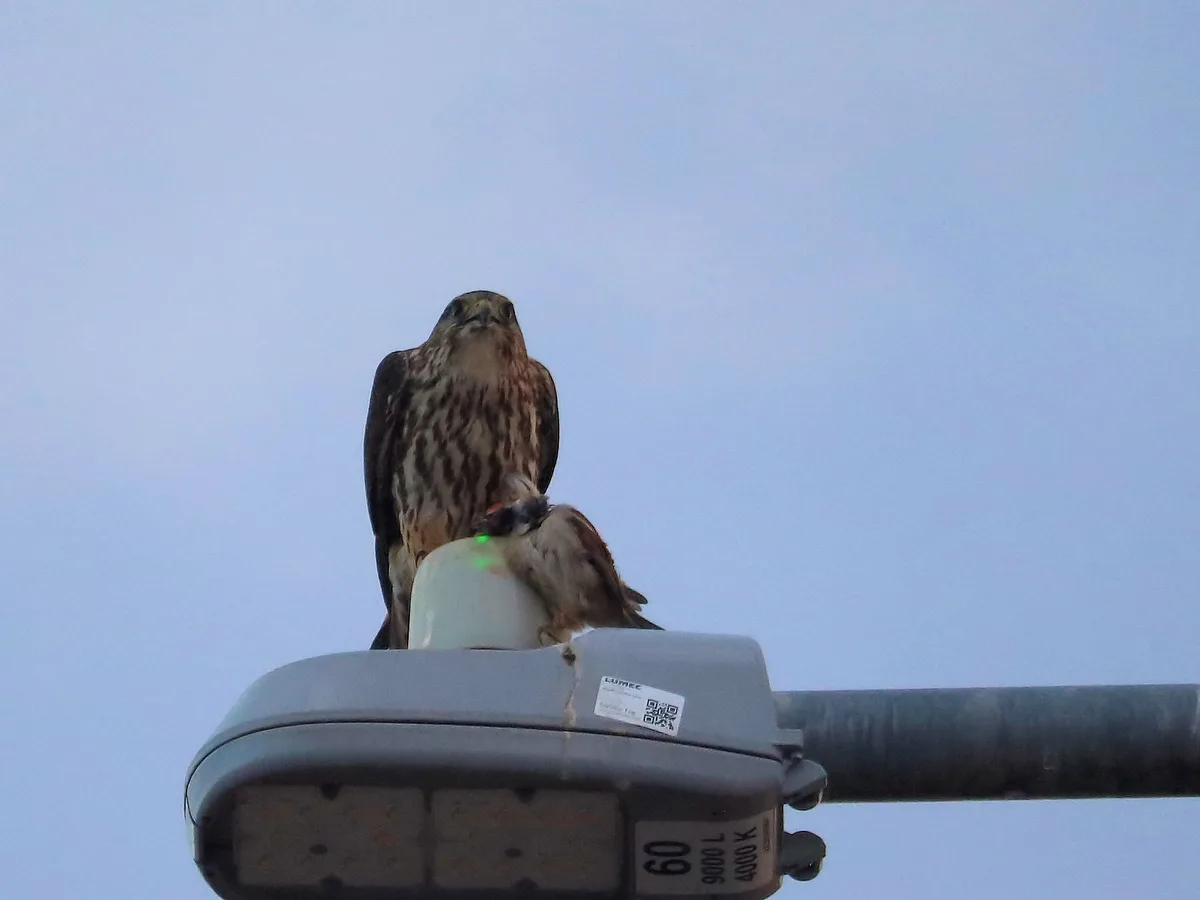 A hawk perched atop a streetlight holds a smaller bird in its talons, looking down with a serious expression against a pale…