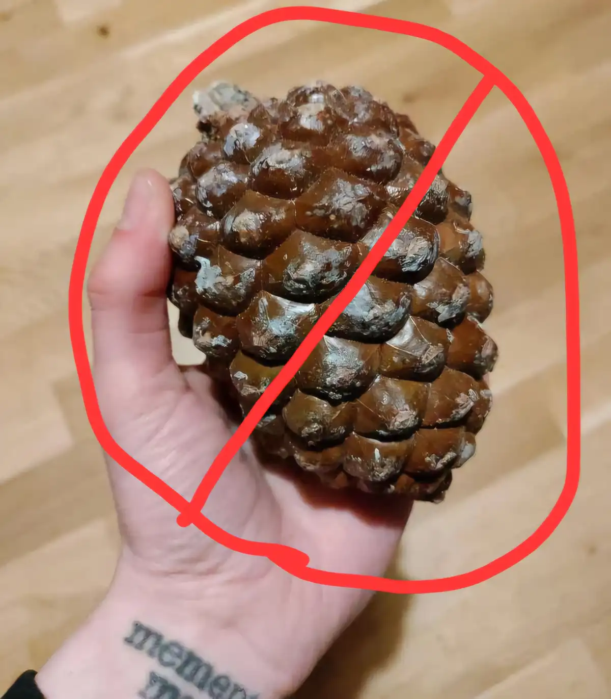 A hand holds a large, brown pine cone against a wooden floor background. A red circle with a diagonal line crosses over the…