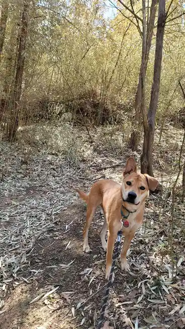A tan dog with a black leash stands on a leafy forest path, looking directly at the camera with a calm expression. The…