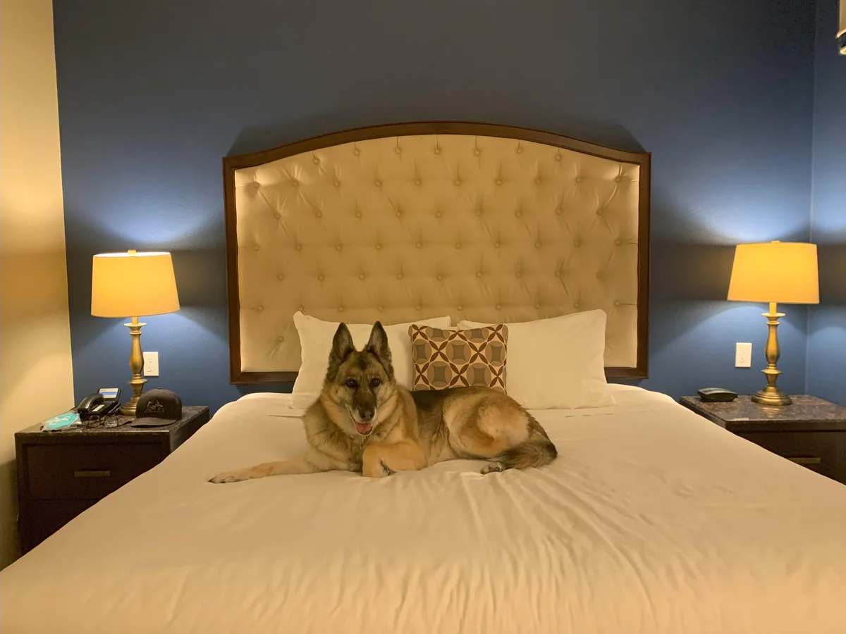 A German Shepherd dog is lying comfortably on a large, neatly made hotel bed with white linens and a tufted headboard. The…