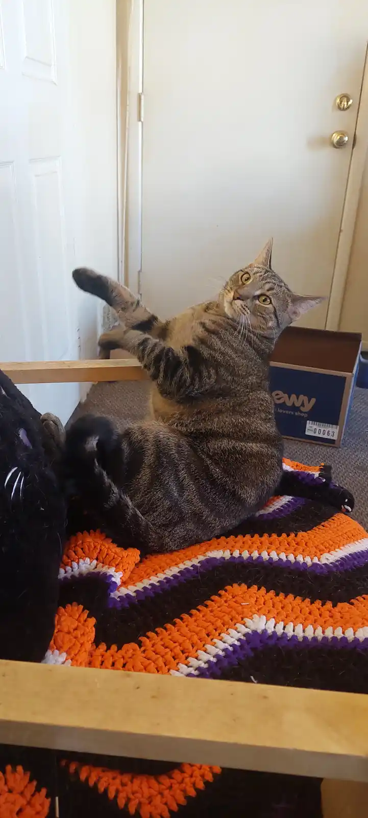 A tabby cat is lying on its back on a colorful crocheted blanket, one paw raised, looking upward with wide eyes. Beside it…